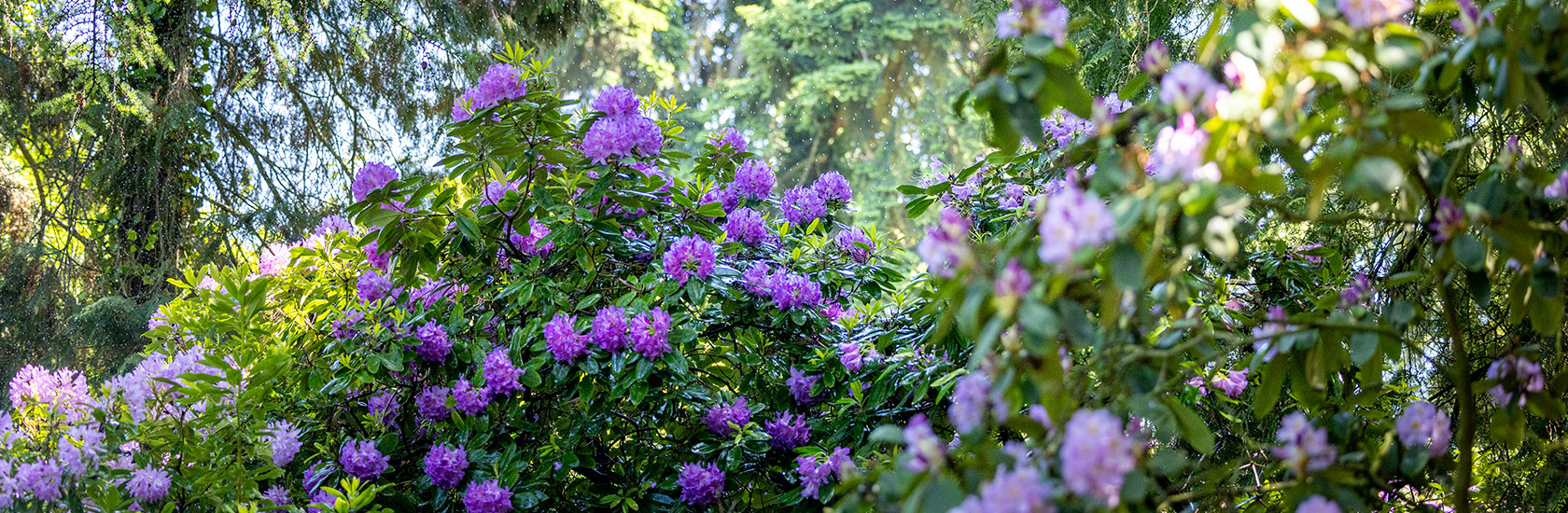 Dni azalii i różaneczników w Arboretum Kórnickim