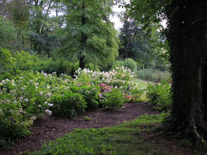 Arboretum Kórnickie - hortensje